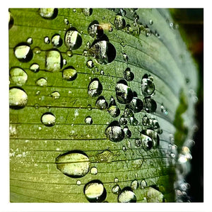 "Raindrops on Leaf" by Beth Darr