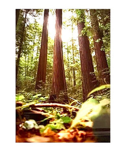 "Coastal Redwoods" by Jose Quevedo