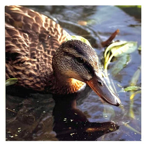 "Duck Foraging" by Beth Darr