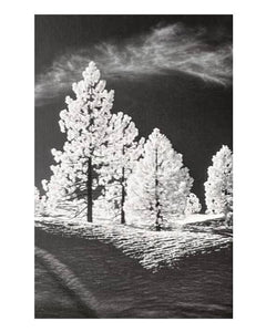 "White Pines Hillside-CA Hwy 88 Card" by Patrick Jagger